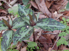 Trillium ludovicianum