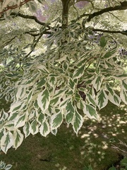 Cornus controversa