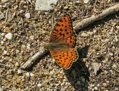 Argynnis niobe