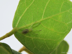 Anyphaenidae