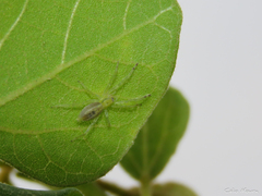 Anyphaenidae
