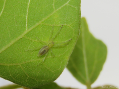 Anyphaenidae