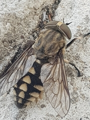 Tabanus rectus