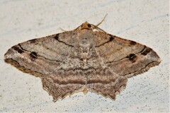 Macaria multilineata