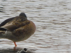 Anas platyrhynchos × fulvigula