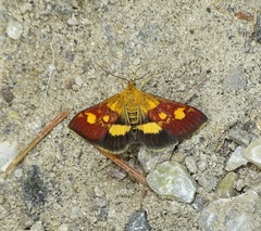 Pyrausta falcatalis