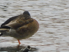 Anas platyrhynchos × fulvigula