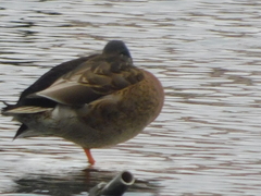Anas platyrhynchos × fulvigula