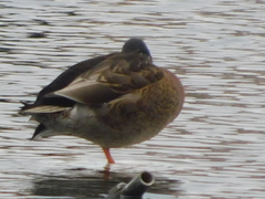 Anas platyrhynchos × fulvigula