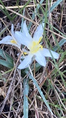 Leucocrinum montanum