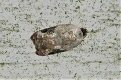Acleris nivisellana