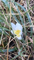 Leucocrinum montanum