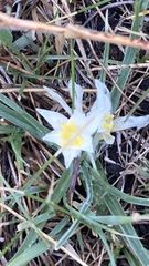 Leucocrinum montanum