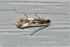 Monopis dorsistrigella