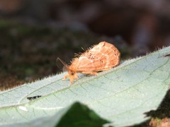 Euproctis punctifera