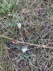 Leucocrinum montanum