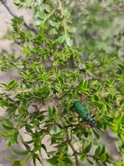 Eupompha fissiceps