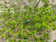 Eupompha fissiceps