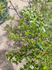 Eupompha fissiceps