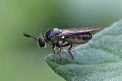 Cerotainia macrocera