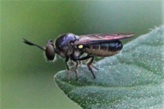 Cerotainia macrocera