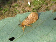 Euproctis punctifera