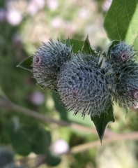 Arctium tomentosum