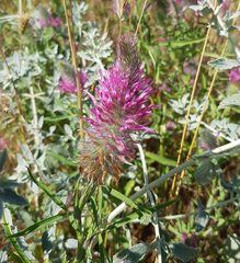 Trifolium purpureum