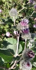 Arctium tomentosum