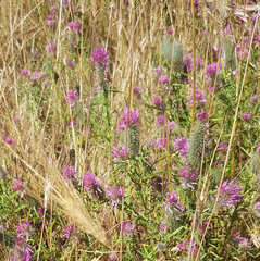 Trifolium purpureum