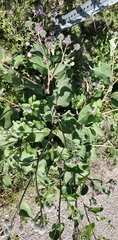 Arctium tomentosum