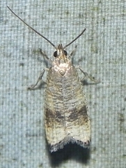 Psilocorsis cryptolechiella