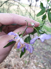 Solanum amygdalifolium