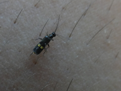 Malthodes marginatus