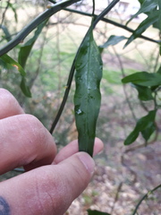 Solanum amygdalifolium