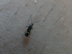 Malthodes marginatus