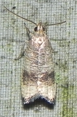 Psilocorsis cryptolechiella