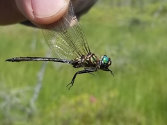 Somatochlora brevicincta