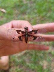 Palpopleura