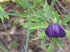 Centrosema pascuorum