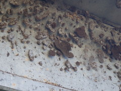 Ropalidia plebeiana