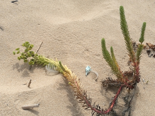 Sea Spurge