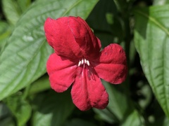 Ruellia elegans