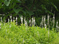 Chlorophytum glaucum