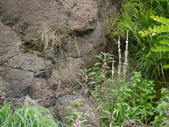 Chlorophytum glaucum