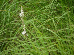 Chlorophytum glaucum