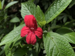 Ruellia elegans
