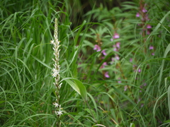 Chlorophytum glaucum