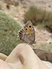 Pseudochazara pelopea