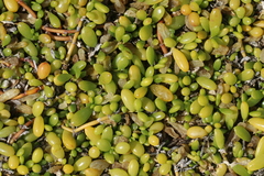 Sesuvium microphyllum